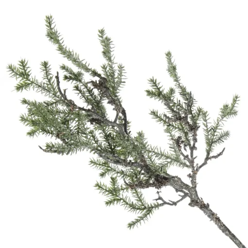 Cedar Branch Spray Fashion
