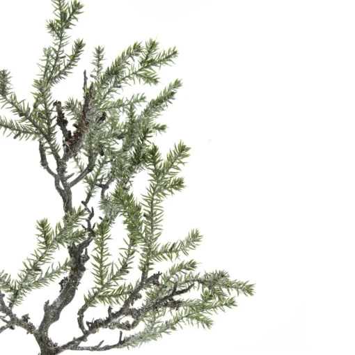 Cedar Branch Spray Fashion