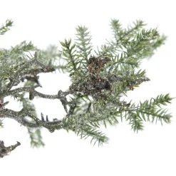 Cedar Branch Spray Fashion