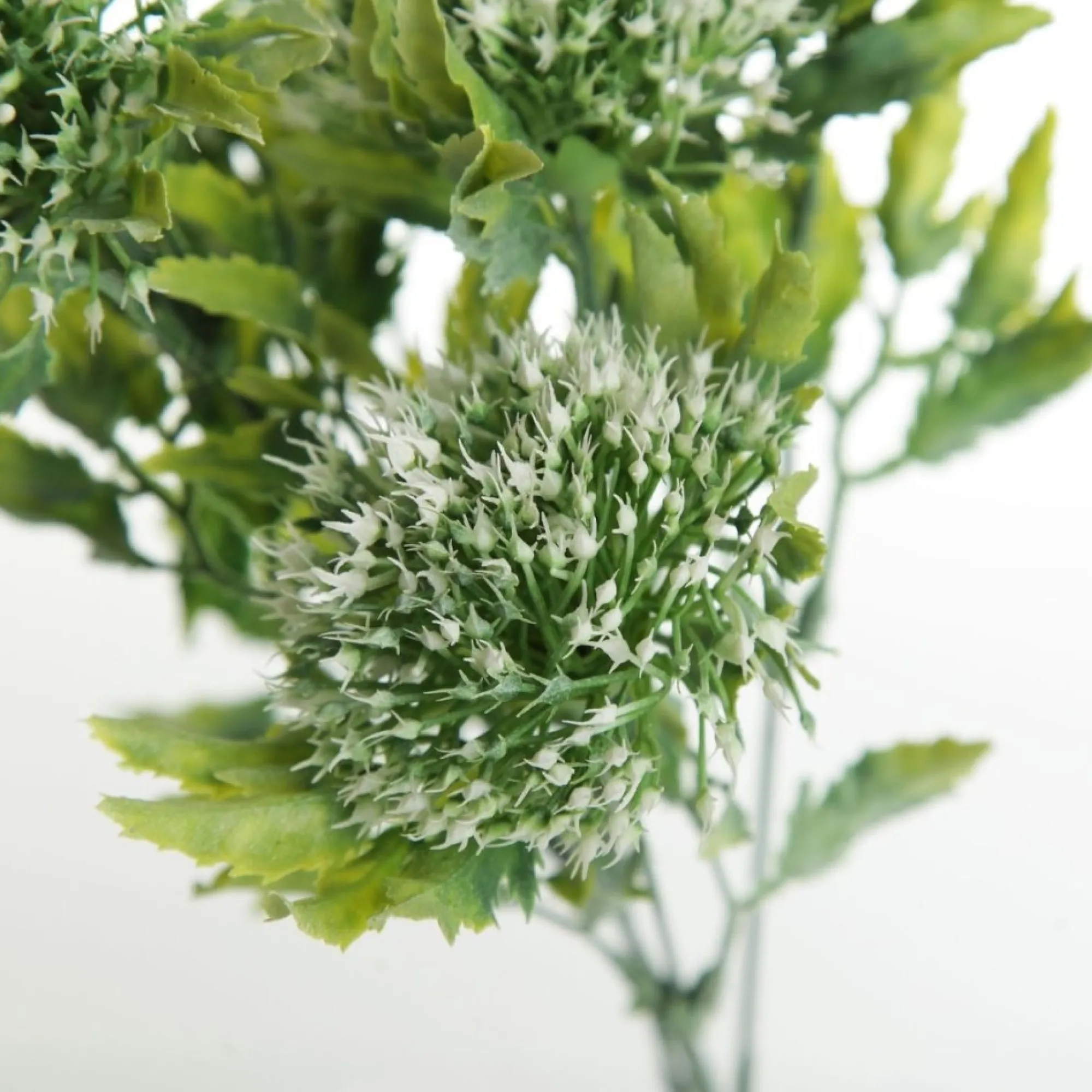 Cream Gumnut Flower Christmas Bush Spray Cheap