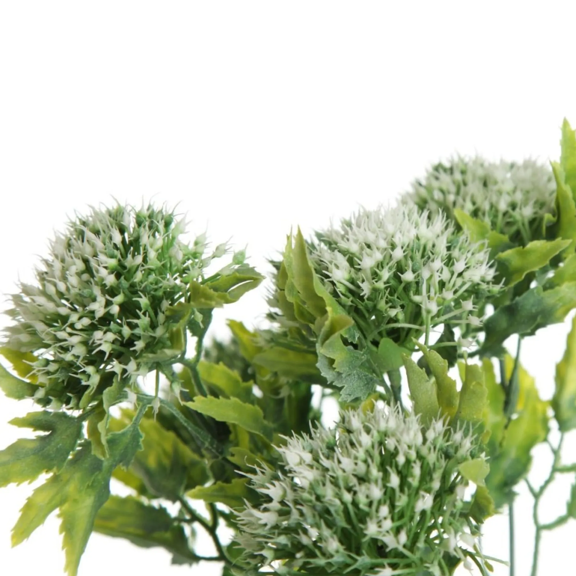 Cream Gumnut Flower Christmas Bush Spray Cheap