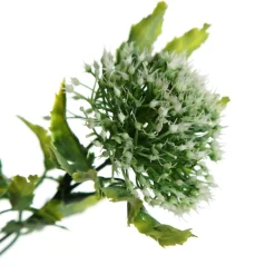 Cream Gumnut Flower Christmas Bush Spray Cheap