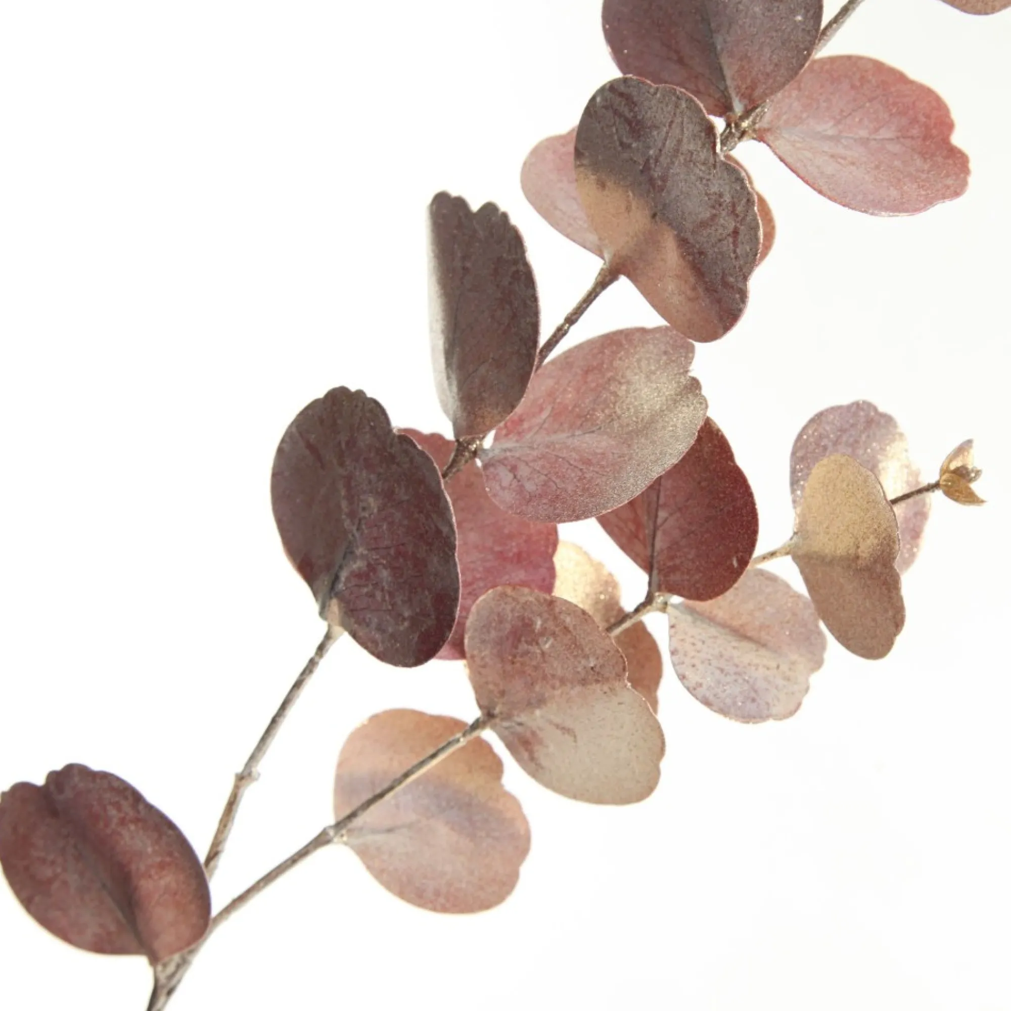 Dusky Pink Round Leaf Eucalyptus Dollar Gum Spray Hot
