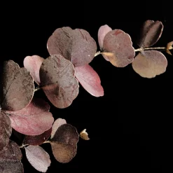 Dusky Pink Round Leaf Eucalyptus Dollar Gum Spray Hot