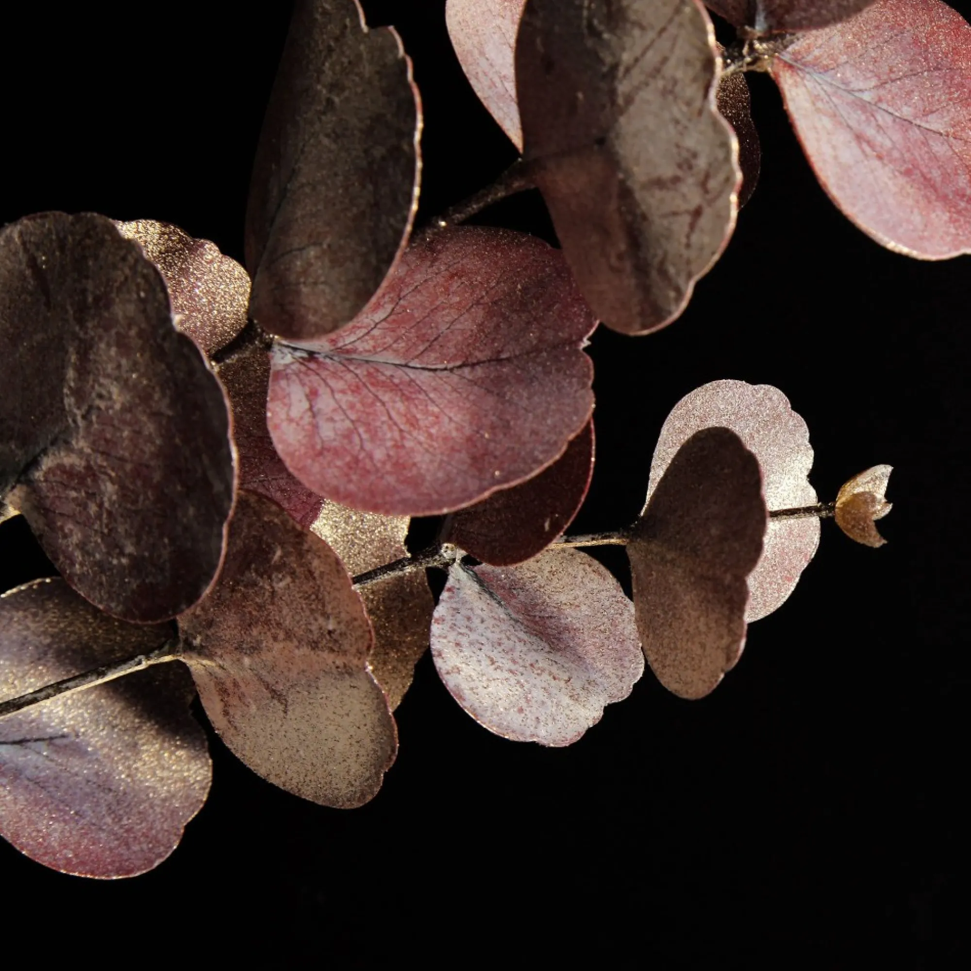 Dusky Pink Round Leaf Eucalyptus Dollar Gum Spray Hot