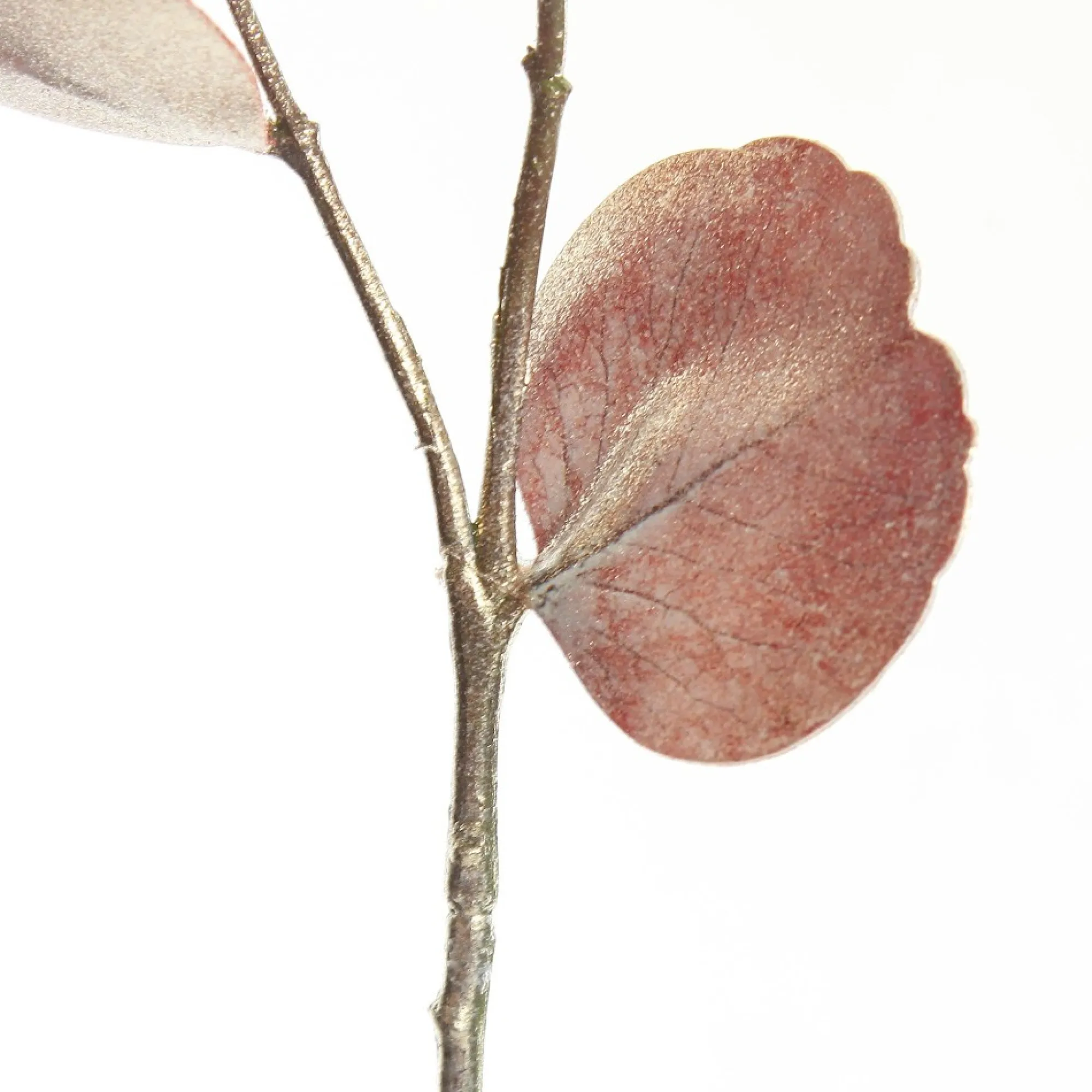 Dusky Pink Round Leaf Eucalyptus Dollar Gum Spray Hot