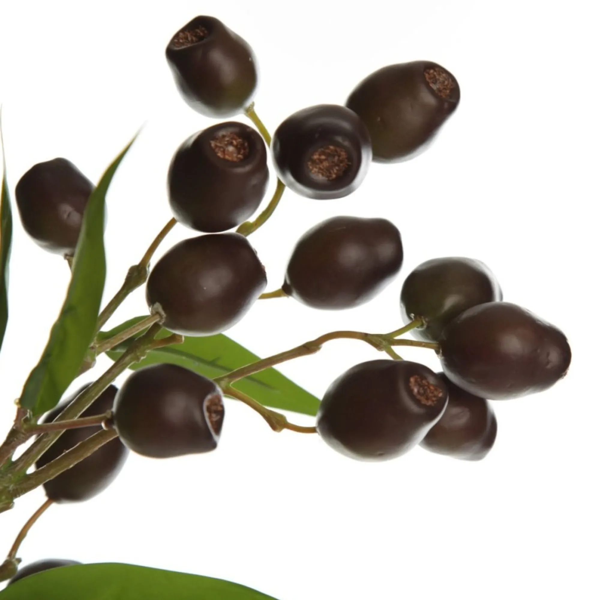 Eucalyptus Brown Gumnut Branch Spray Shop