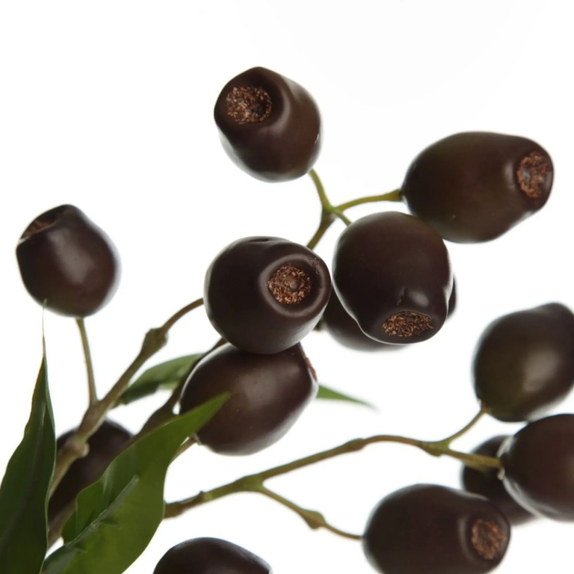 Eucalyptus Brown Gumnut Branch Spray Shop