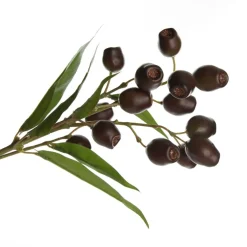 Eucalyptus Brown Gumnut Branch Spray Shop