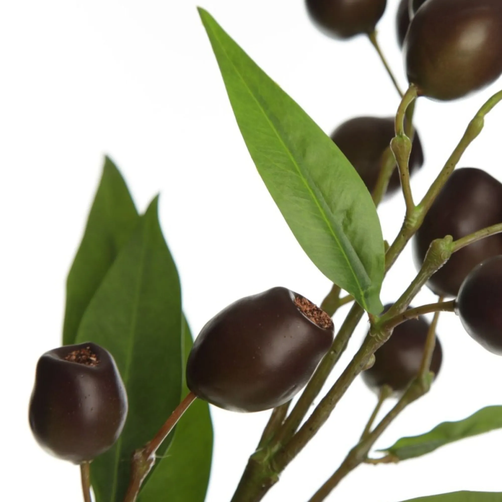 Eucalyptus Brown Gumnut Branch Spray Shop