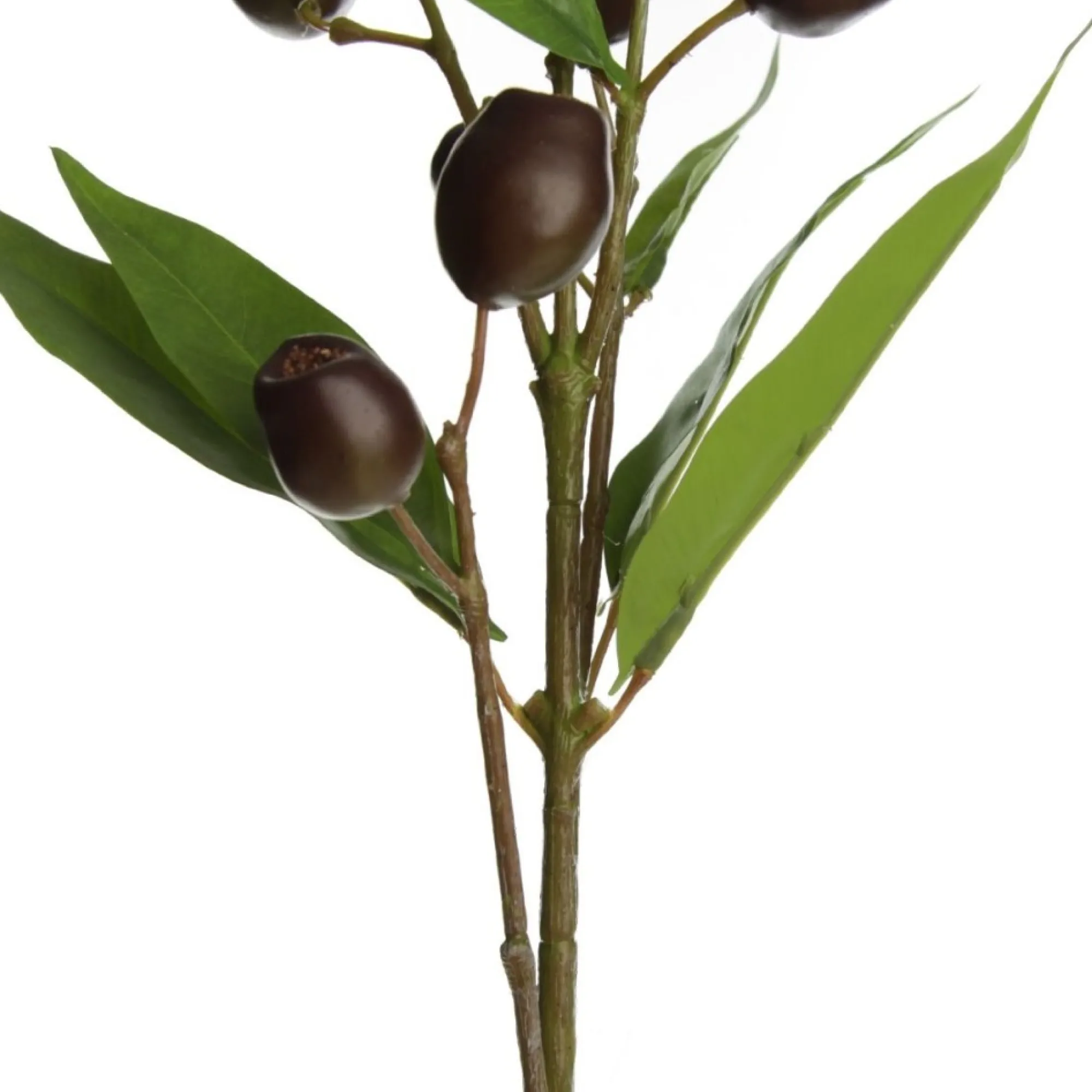 Eucalyptus Brown Gumnut Branch Spray Shop