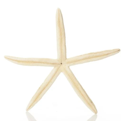 Finger Starfish White Fashion