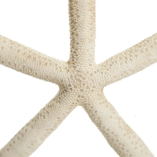 Finger Starfish White Fashion