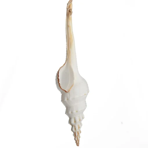 Hanging Conch Shell Tree Decoration Store