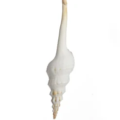 Hanging Conch Shell Tree Decoration Store