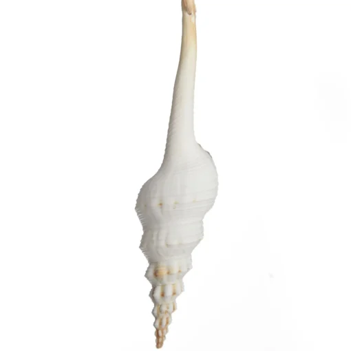 Hanging Conch Shell Tree Decoration Store