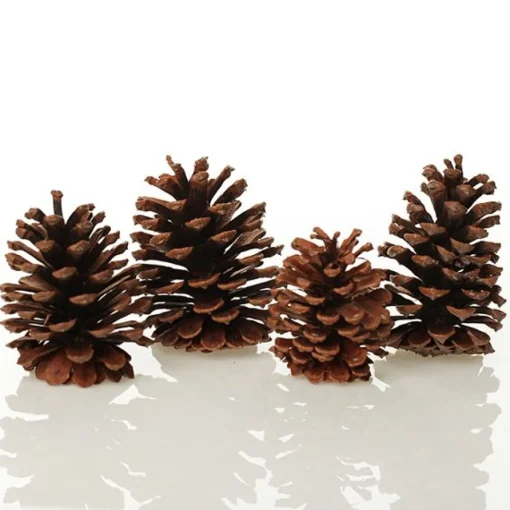 Medium Natural Real Pine Cones - Pack of 4 Sale