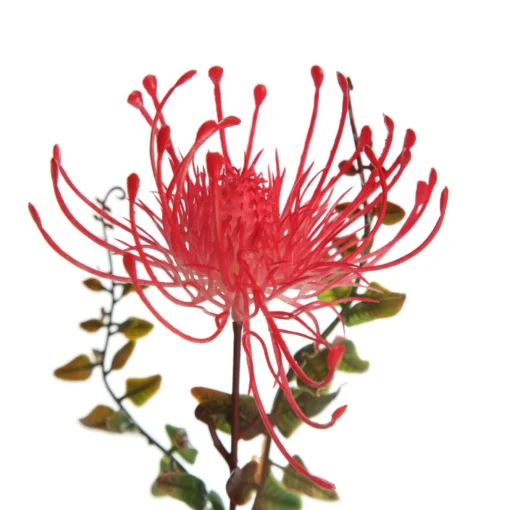 Native Red Pink Pincushion Protea Flower Spray Discount