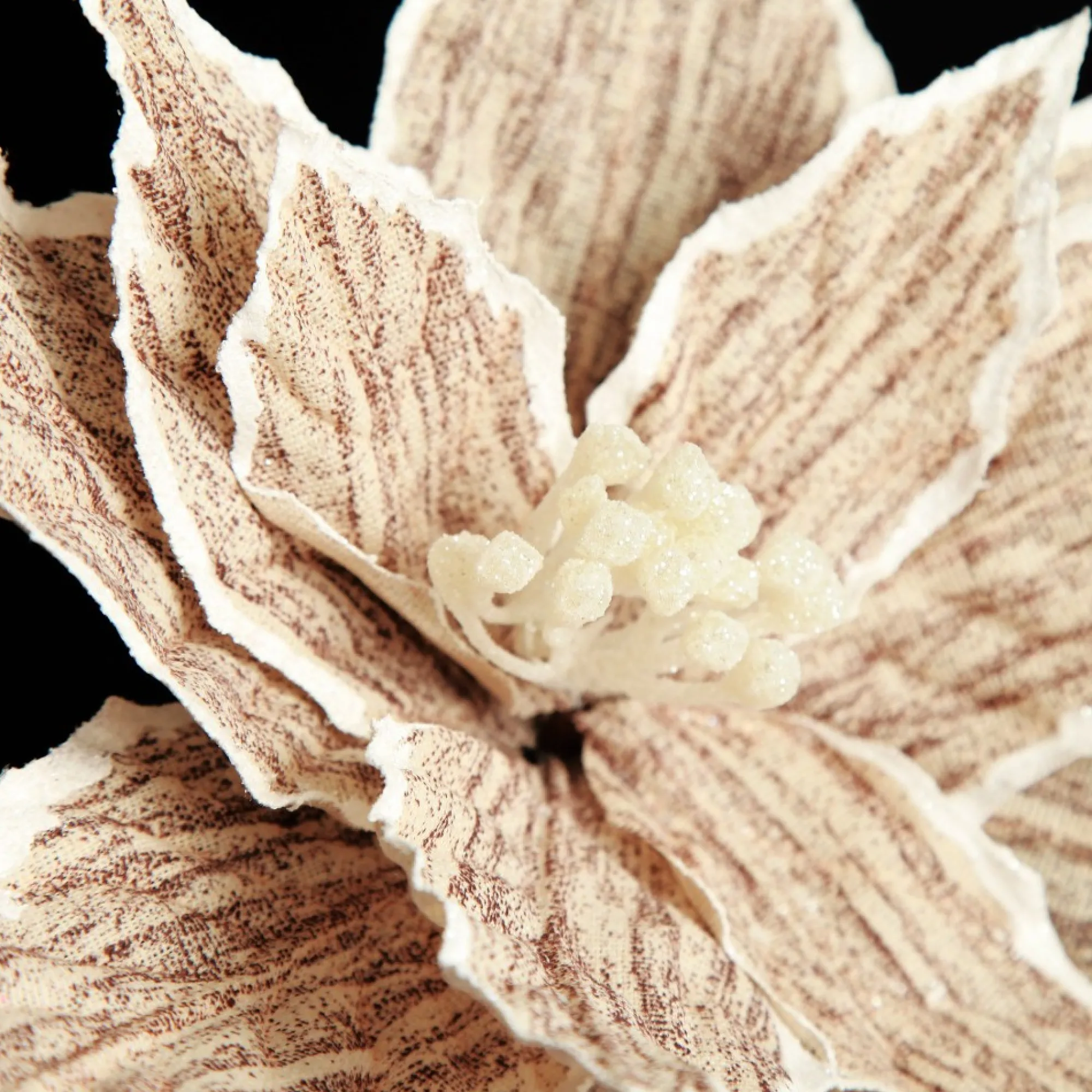 Natural Poinsettia Flower Clip with White Trim Flash Sale