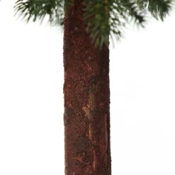Pencil Pine Christmas Tree Best