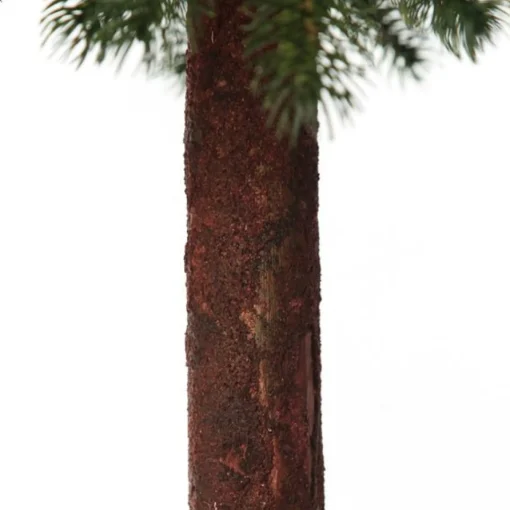 Pencil Pine Christmas Tree Best