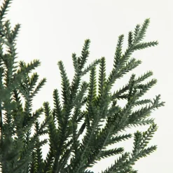 Pine Bush Spray Hot