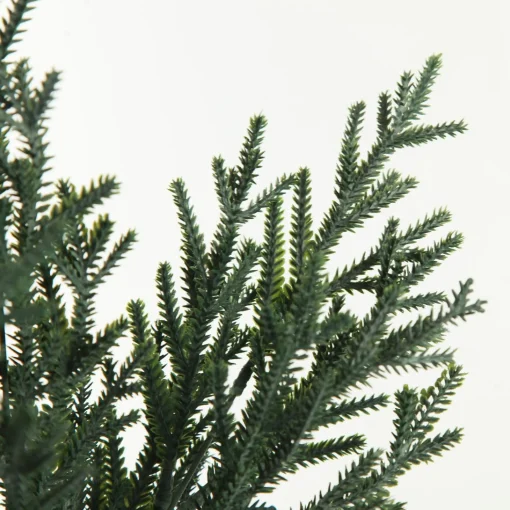 Pine Bush Spray Hot