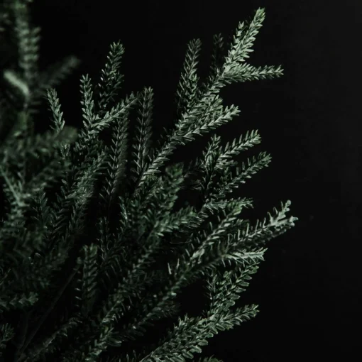 Pine Bush Spray Hot