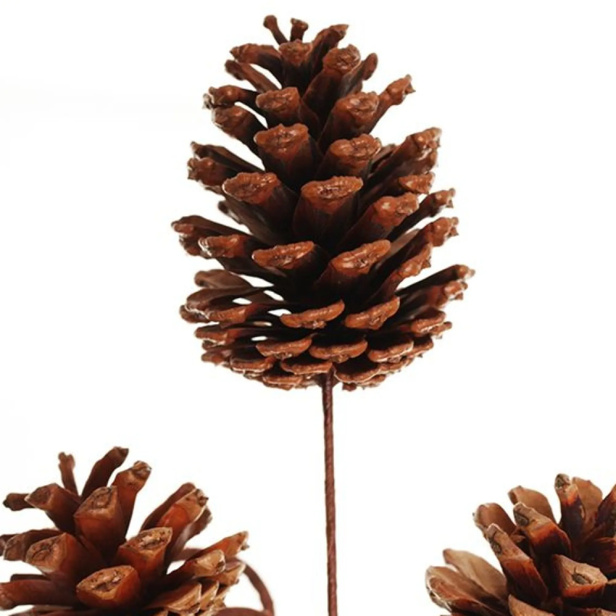 Pinecone Trio Spray Pick Online