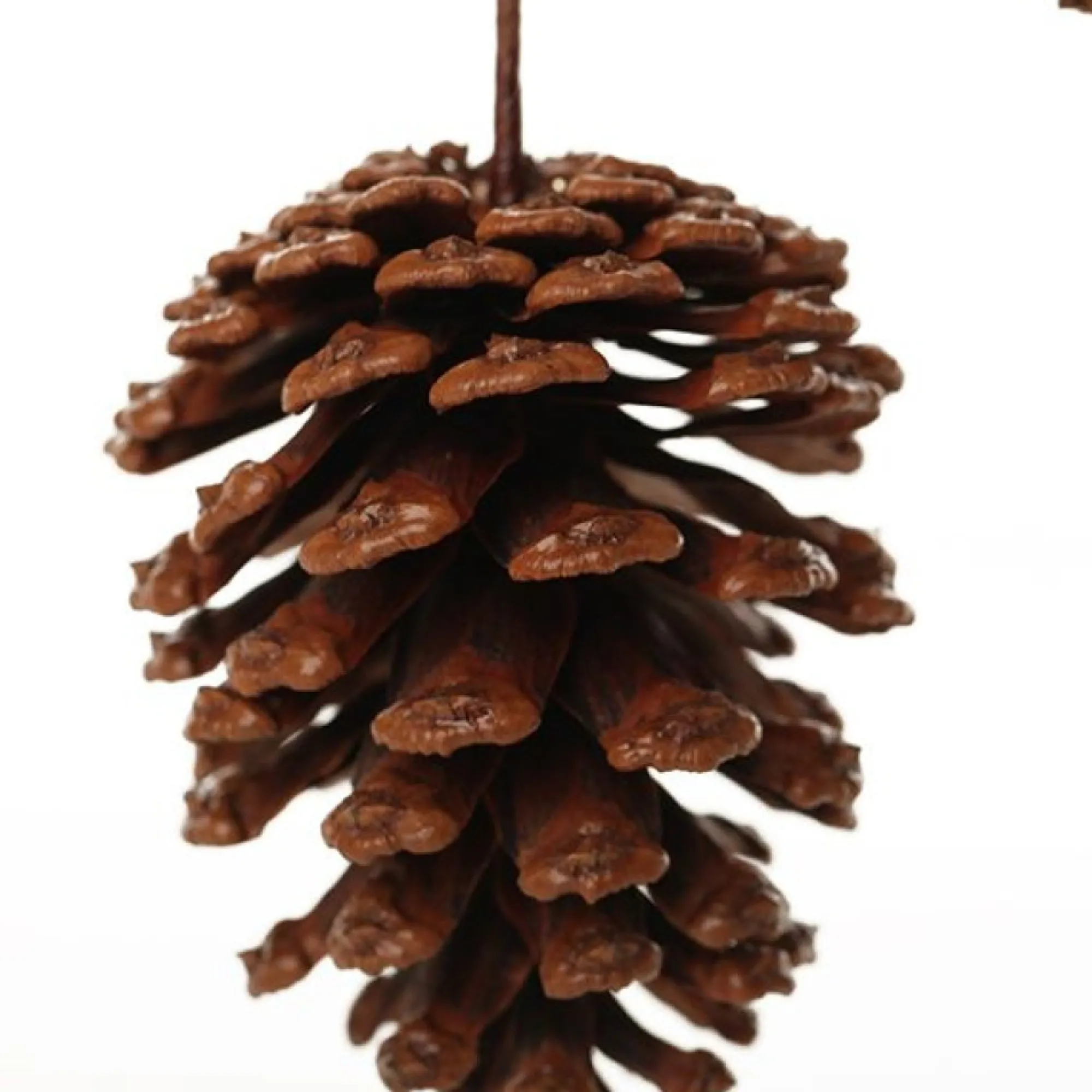 Pinecone Trio Spray Pick Online
