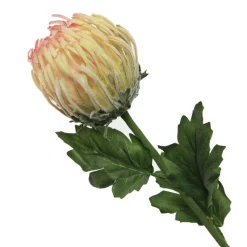 Pink and Cream Pincushion Protea Flower Stem Flash Sale