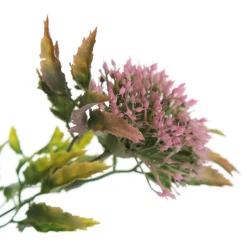 Pink Gumnut Flower Christmas Bush Spray Sale