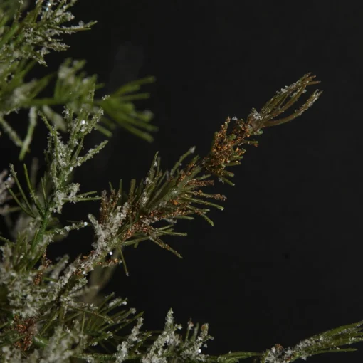 Potted Christmas Pine Tree with Snowy Top Discount