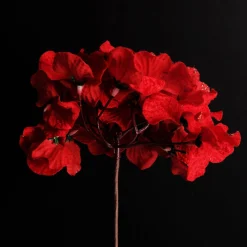 Red Hydrangea Flower Stem Shop