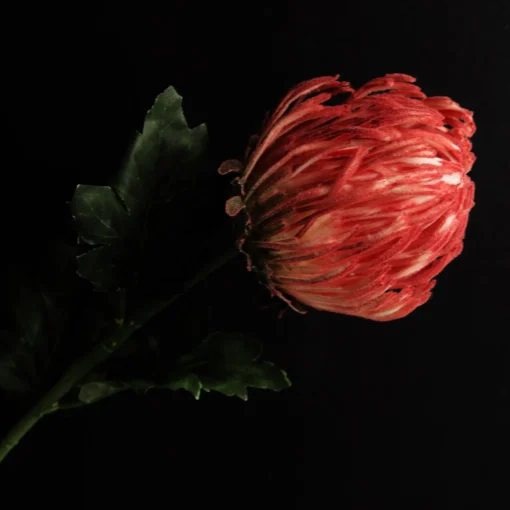 Red Pincushion Protea Flower Stem Best Sale