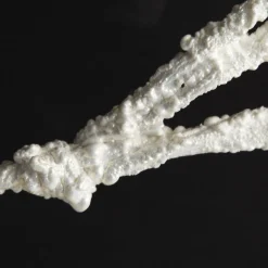 Twig Branch Pearl White Flash Sale