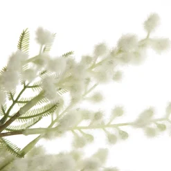 White Wattle Stem Spray Online