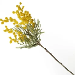 Yellow Wattle Stem Spray Best