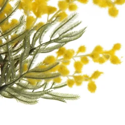 Yellow Wattle Stem Spray Best