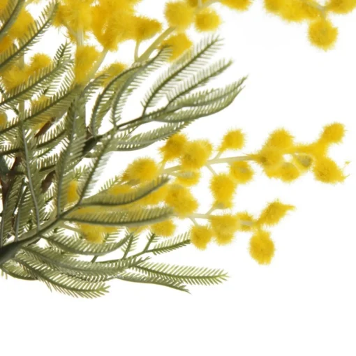 Yellow Wattle Stem Spray Best