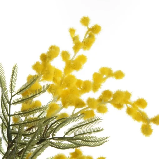 Yellow Wattle Stem Spray Best