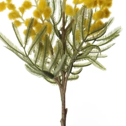 Yellow Wattle Stem Spray Best